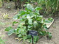 Riesenschleierkraut (Crambe cordifolia)