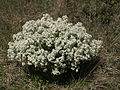 Tatarischer Meerkohl (Crambe tataria)