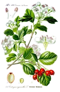 Zweigriffiger Weißdorn (Crataegus laevigata)