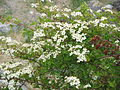 Eingriffeliger Weißdorn (Crataegus monogyna)