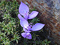 Siebenbürger Herbst-Krokus (Crocus banaticus)