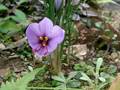 Safrankrokus (Crocus sativus)