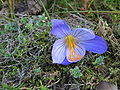 Pracht-Herbst-Krokus (Crocus speciosus)