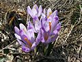 Frühlings-Krokus (Crocus vernus)