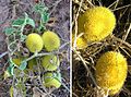 Igel-Gurke (Cucumis dipsaceus)