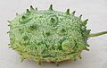 Kiwano (Cucumis metuliferus)