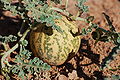 Prickly paddy melon (Cucumis myriocarpus)