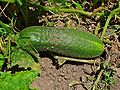 Gurke (Cucumis sativus)