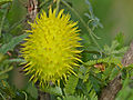 South African Spiny Cucumber (Cucumis zeyherii)