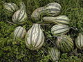 Ayote (Cucurbita argyrosperma)