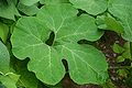 Feigenblattkürbis (Cucurbita ficifolia)