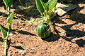 Wilder Kürbis (Cucurbita foetidissima)