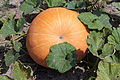 Riesenkürbis (Cucurbita maxima)