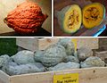 Cucurbita maxima Hubbard Group