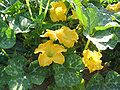 Moschuskürbis (Cucurbita moschata)