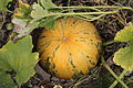 Gartenkürbis (Cucurbita pepo)