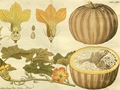 Gartenkürbis (Cucurbita pepo)