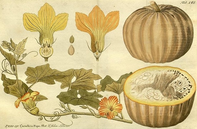 Gartenkürbis (Cucurbita pepo)