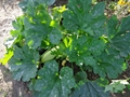 Gartenkürbis (Pflanze)