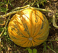 Steirischer Ölkürbis (Cucurbita pepo var. styriaca)