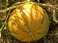 Steirischer Ölkürbis (Cucurbita pepo var. styriaca)