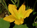 Blüte des Steirischen Ölkürbisses (Cucurbita pepo var. styriaca)
