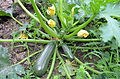 Zucchini (Cucurbita pepo ssp. pepo convar. giromontina)