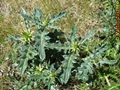 Alcachofra do Algarve (Cynara algarbiensis)