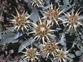 Cynara auranitica Post