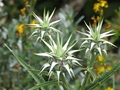 Cynara baetica (Spreng.) Pau