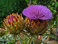 Cynara cardunculus, Blüte