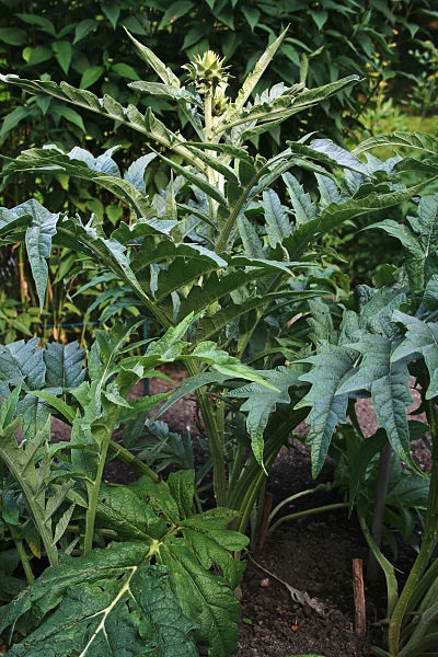 Cardy (Cynara cardunculus)