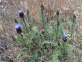 Cynara humilis L.