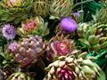 Artischocke (Cynara scolymus)