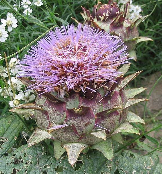 Blüte der Artischocke (Cynara scolymus)