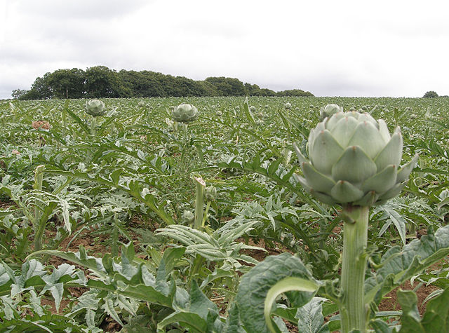 Habitus der Artischocke (Cynara scolymus)