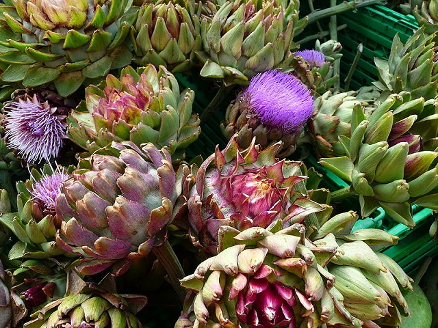 Artischocke (Cynara scolymus)