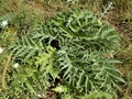 Cynara syriaca Boiss.