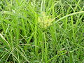 Erdmandel (Cyperus esculentus)