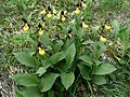 Gelber Frauenschuh (Cypripedium calceolus)