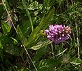 Baltische Knabenkraut (Cephalanthera baltica)