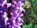 Stately Dactylorhiza (Cephalanthera elata)