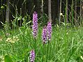 Fuchs' Fingerwurz (Cephalanthera fuchsii)