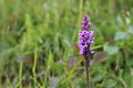 Blutrotes Knabenkraut (Cephalanthera incarnata subsp. cruenta)