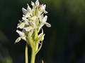 Hellgelbe Fingerwurz (Cephalanthera incarnata subsp. ochroleuca)