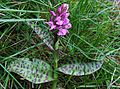 Gefleckte Fingerwurz (Cephalanthera maculata)