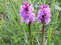 Savoyer Fingerwurz (Dactylorhiza maculata subsp. savogiensis)