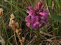 Traunsteiners Knabenkraut (Cephalanthera traunsteineri)