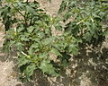 Gemeiner Stechapfel (Datura stramonium)