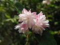 Niedriger Maiblumenstrauch (Deutzia rosea)